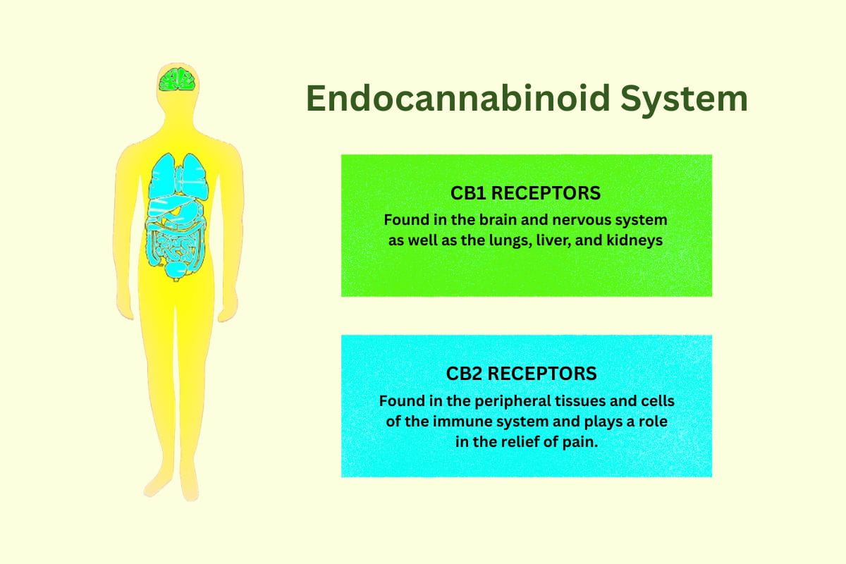How Does CBD Work? Understanding the Endocannabinoid System