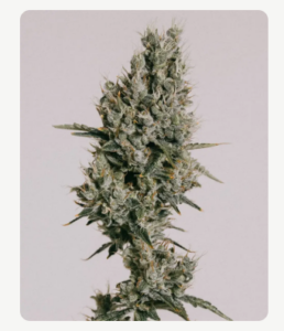 Strawberry Kush, plant, seeds