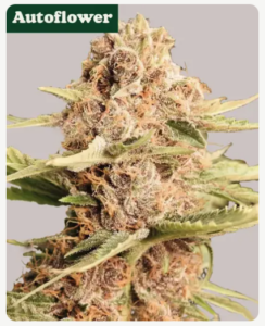 High THC, girl scout cookies