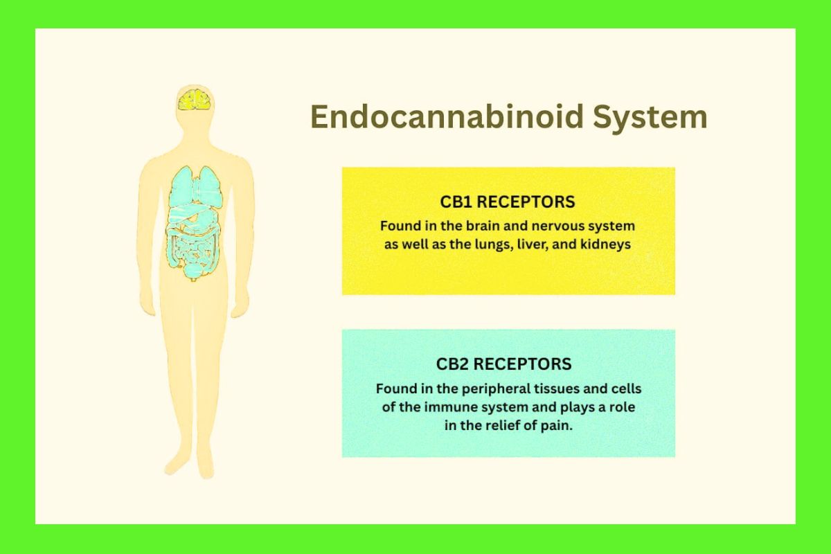 How Does CBD Work? Understanding the Endocannabinoid System